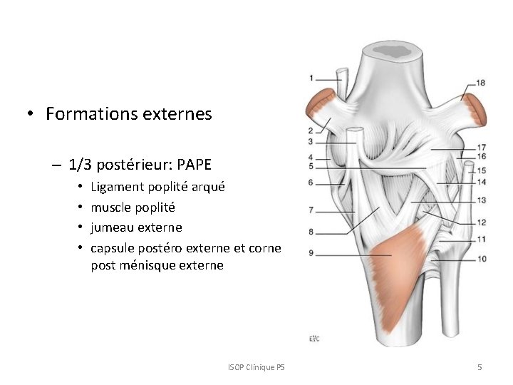  • Formations externes – 1/3 postérieur: PAPE • • Ligament poplité arqué muscle