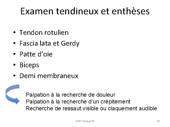 Examen tendineux et enthèses • • • Tendon rotulien Fascia lata et Gerdy Patte