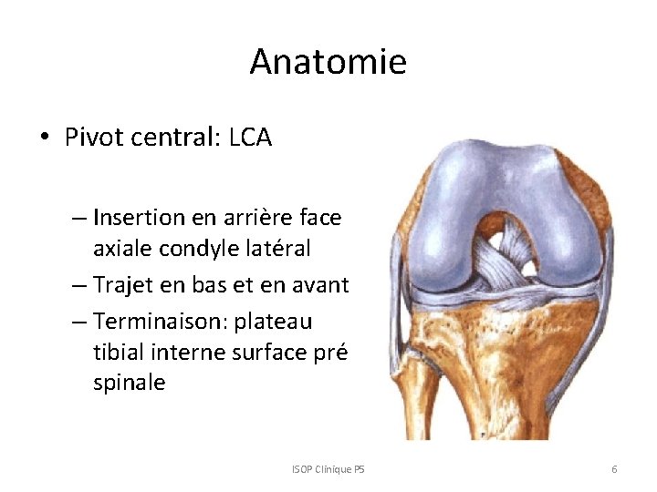 Anatomie • Pivot central: LCA – Insertion en arrière face axiale condyle latéral –