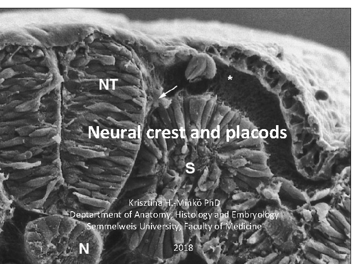  Neural crest and placods Krisztina H. -Minkó Ph. D Deptartment of Anatomy, Histology