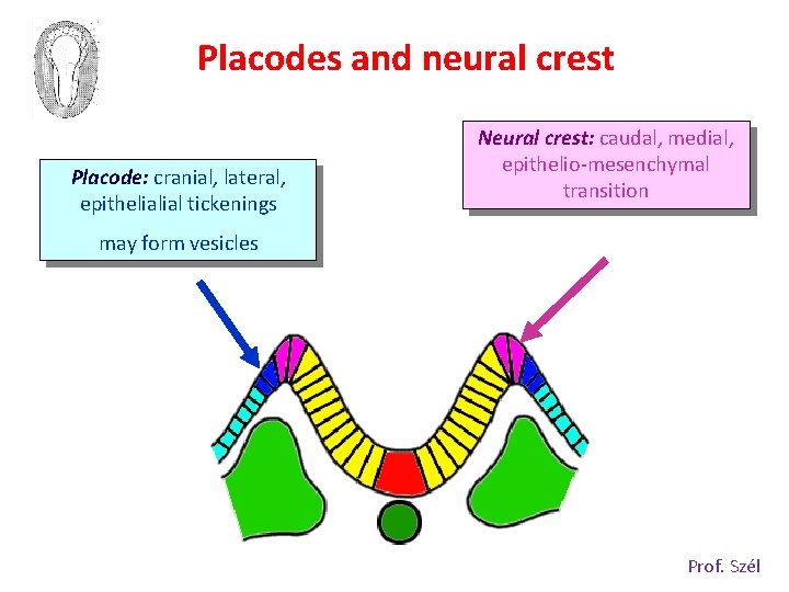 Placodes and neural crest Placode: cranial, lateral, epithelialial tickenings Neural crest: caudal, medial, epithelio-mesenchymal