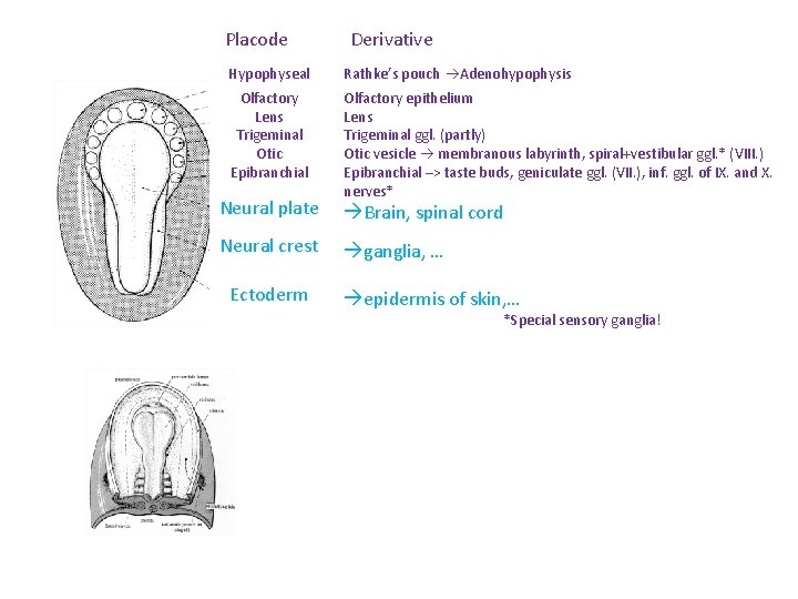 Placode Derivative Hypophyseal Rathke’s pouch Adenohypophysis Olfactory Lens Trigeminal Otic Epibranchial Olfactory epithelium Lens