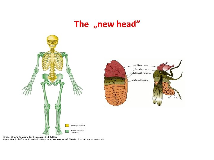 The „new head” 