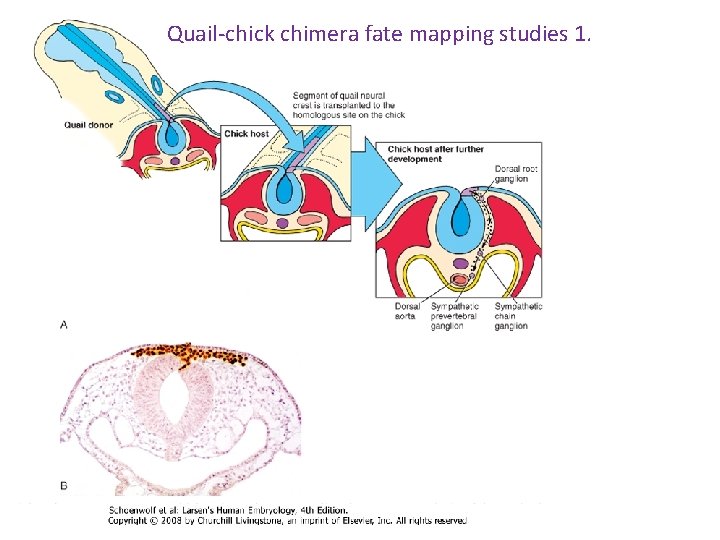 Quail-chick chimera fate mapping studies 1. 