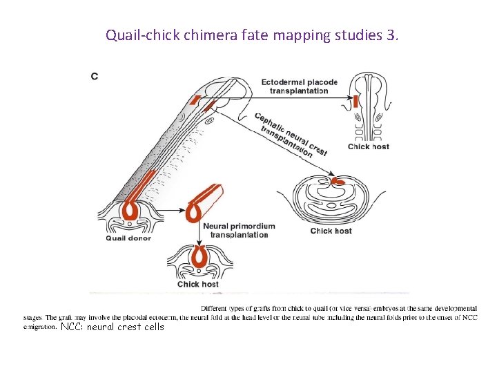 Quail-chick chimera fate mapping studies 3. NCC: neural crest cells 