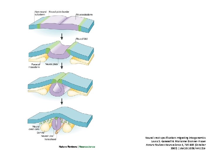 Neural crest specification: migrating into genomics Laura S. Gammill & Marianne Bronner-Fraser Nature Reviews