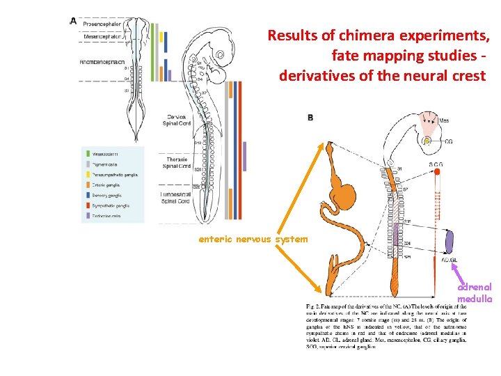 Results of chimera experiments, fate mapping studies derivatives of the neural crest enteric nervous