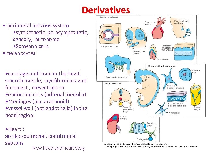 Derivatives • peripheral nervous system • sympathetic, parasympathetic, sensory, autonome • Schwann cells •