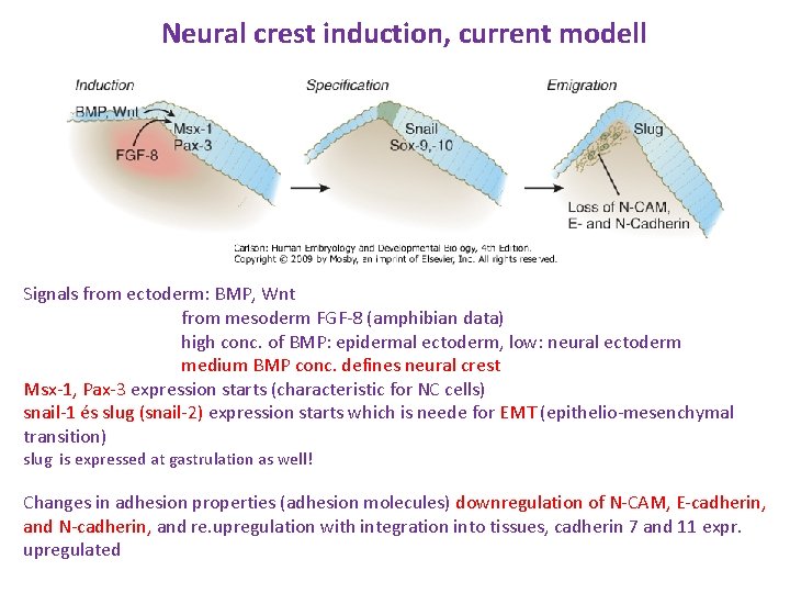 Neural crest induction, current modell Signals from ectoderm: BMP, Wnt from mesoderm FGF-8 (amphibian