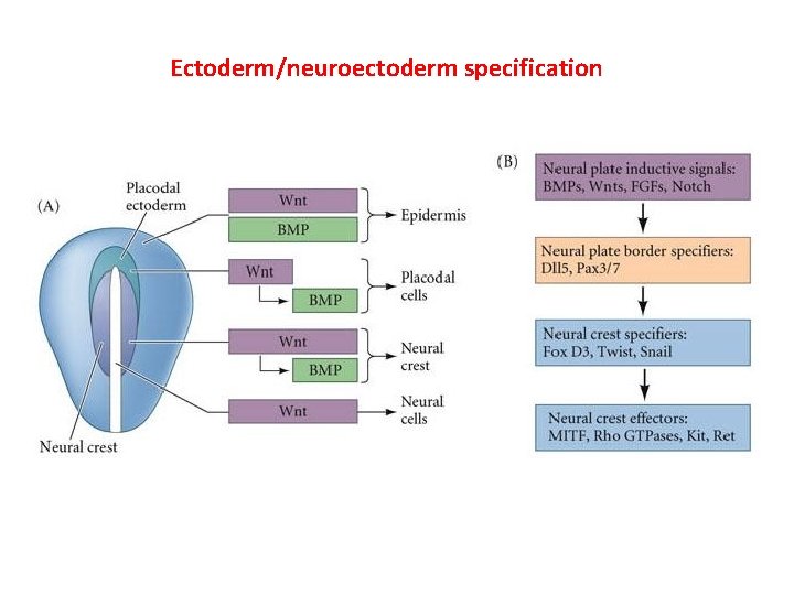 Ectoderm/neuroectoderm specification 
