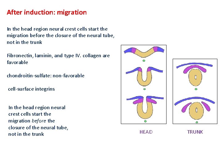 After induction: migration In the head region neural crest cells start the migration before