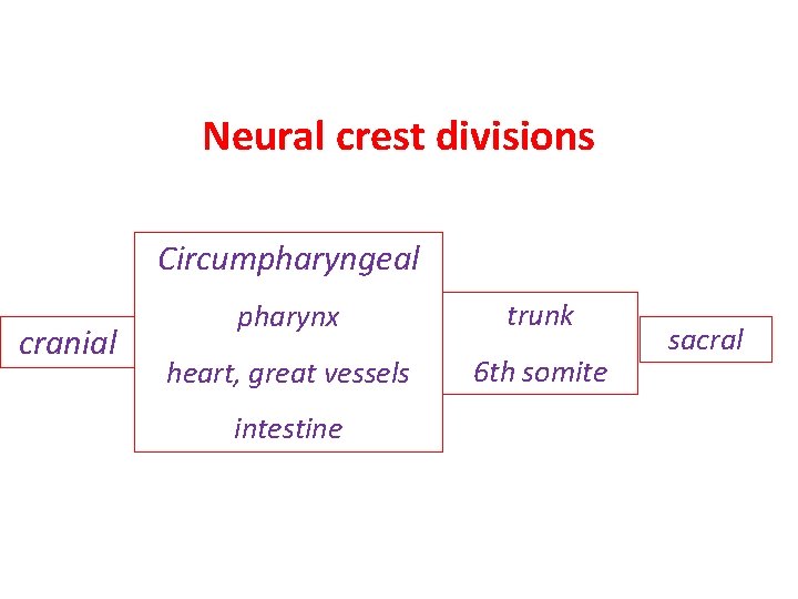 Neural crest divisions Circumpharyngeal cranial pharynx trunk heart, great vessels 6 th somite intestine