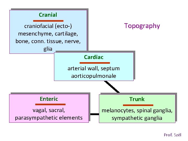 Cranial Topography craniofacial (ecto-) mesenchyme, cartilage, bone, conn. tissue, nerve, glia Cardiac arterial wall,