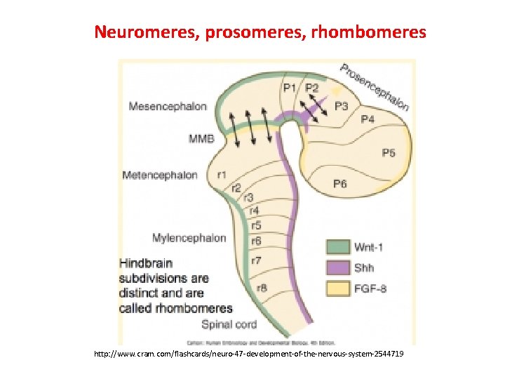 Neuromeres, prosomeres, rhombomeres http: //www. cram. com/flashcards/neuro-47 -development-of-the-nervous-system-2544719 