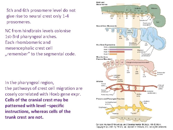 5 th and 6 th prosomere level do not give rise to neural crest
