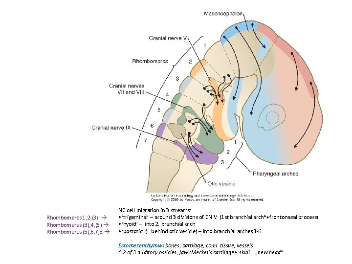 Rhombomeres 1, 2, (3) Rhombomeres (3), 4, (5) Rhombomeres (5), 6, 7, 8 NC