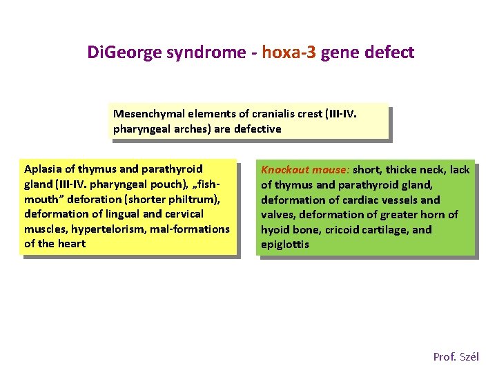 Di. George syndrome - hoxa-3 gene defect Mesenchymal elements of cranialis crest (III-IV. pharyngeal