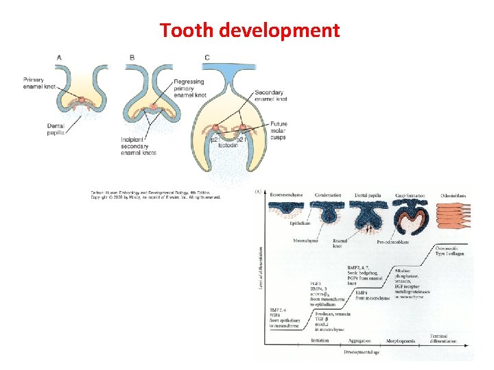 Tooth development 