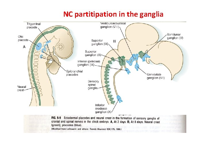 NC partitipation in the ganglia 