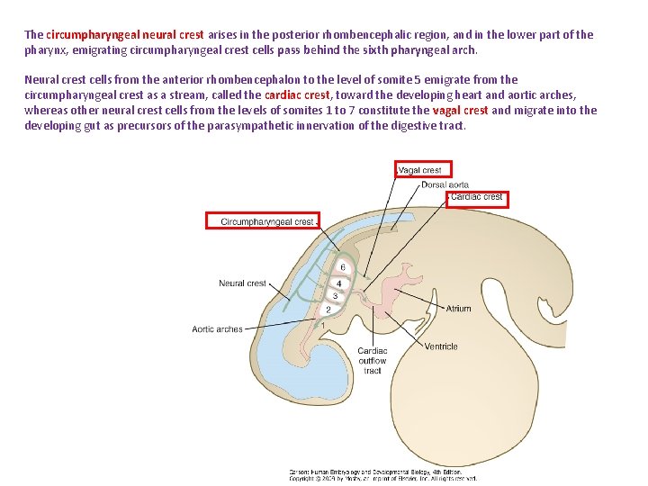 The circumpharyngeal neural crest arises in the posterior rhombencephalic region, and in the lower
