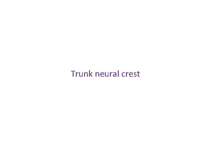 Trunk neural crest 