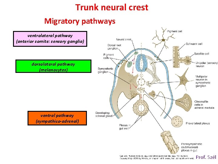 Trunk neural crest Migratory pathways ventrolateral pathway (anterior somite: sensory ganglia) dorsolateral pathway (melanocytes)