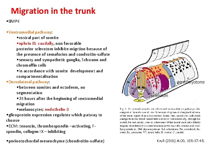 Migration in the trunk • BMP 4 • Ventromedial pathway: • rostral part of