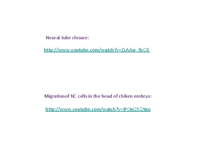 Neural tube closure: http: //www. youtube. com/watch? v=Zc. AAsr_8 v. OE Migrationof NC cells