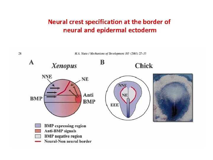 Neural crest specification at the border of neural and epidermal ectoderm 