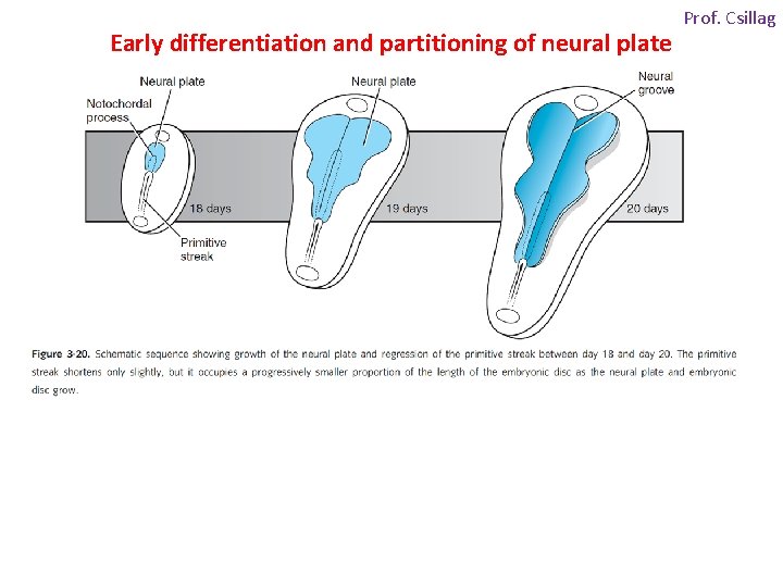 Early differentiation and partitioning of neural plate Prof. Csillag 