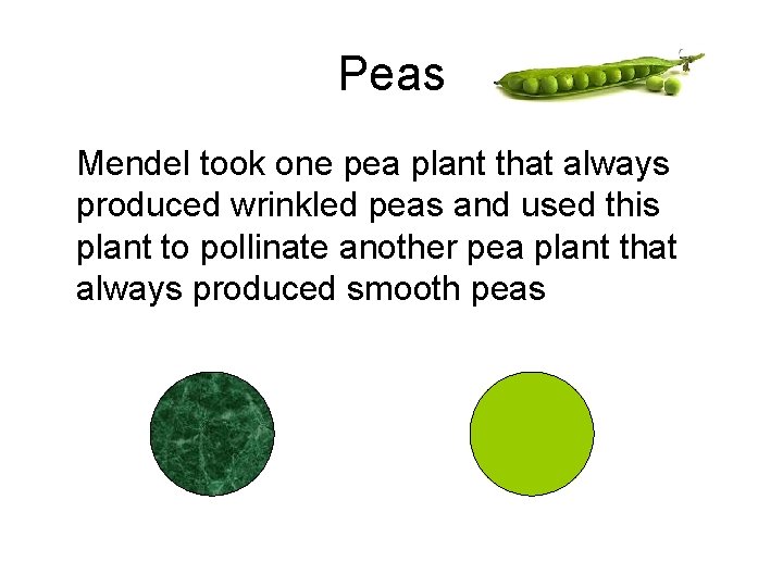 Peas Mendel took one pea plant that always produced wrinkled peas and used this
