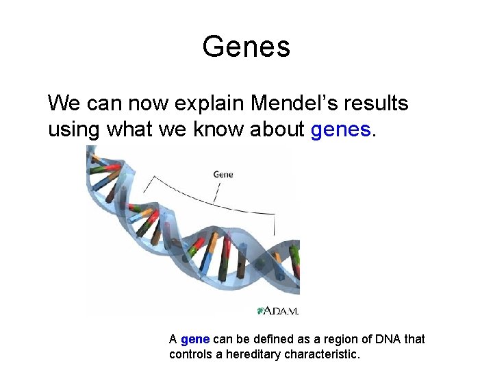 Genes We can now explain Mendel’s results using what we know about genes. A