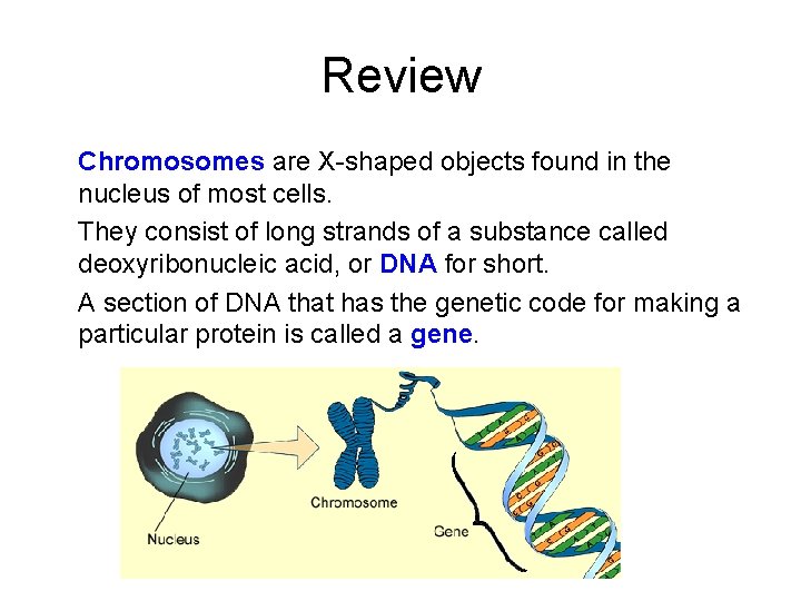 Review Chromosomes are X-shaped objects found in the nucleus of most cells. They consist