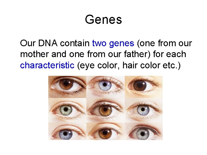 Genes Our DNA contain two genes (one from our mother and one from our