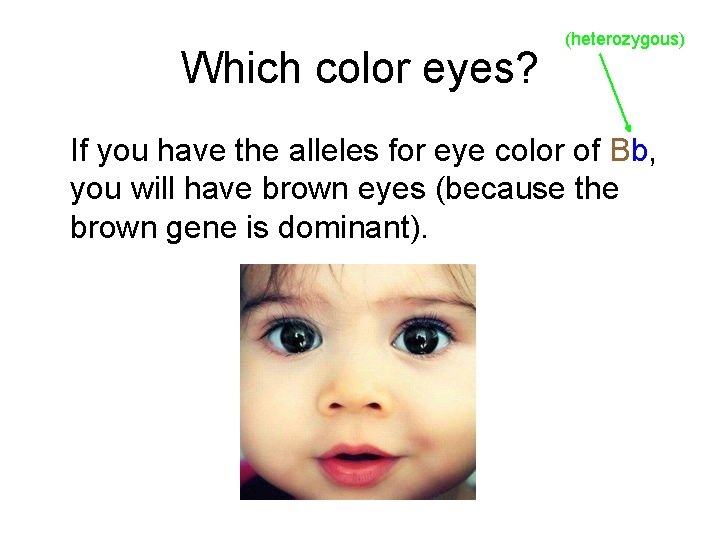 Which color eyes? (heterozygous) If you have the alleles for eye color of Bb,