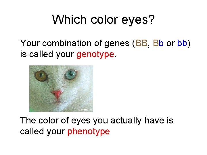 Which color eyes? Your combination of genes (BB, Bb or bb) is called your