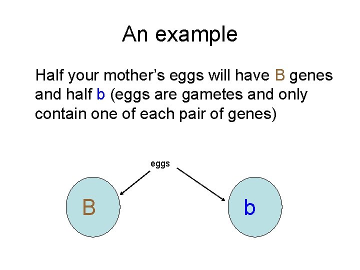 An example Half your mother’s eggs will have B genes and half b (eggs