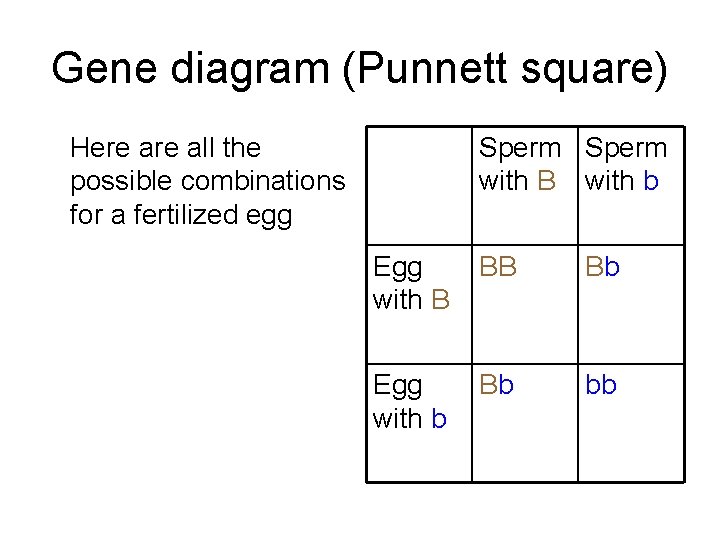 Gene diagram (Punnett square) Sperm with B with b Here all the possible combinations