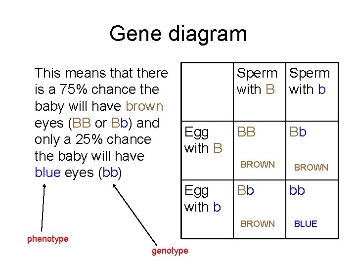 Gene diagram This means that there is a 75% chance the baby will have