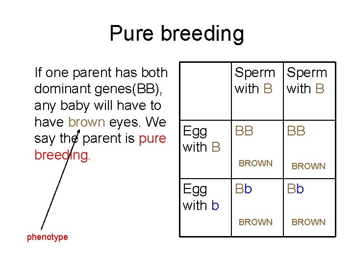 Pure breeding If one parent has both dominant genes(BB), any baby will have to