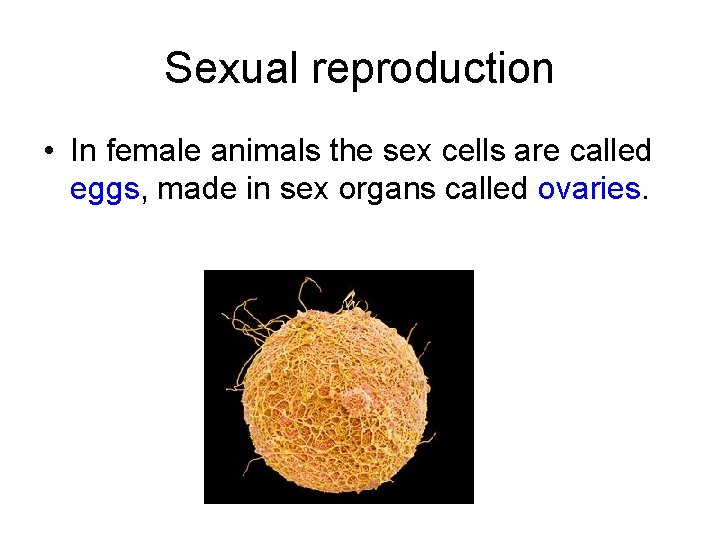 Sexual reproduction • In female animals the sex cells are called eggs, made in