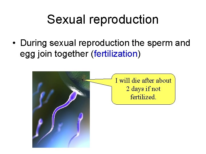 Sexual reproduction • During sexual reproduction the sperm and egg join together (fertilization) I