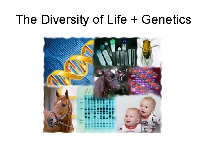 The Diversity of Life + Genetics 