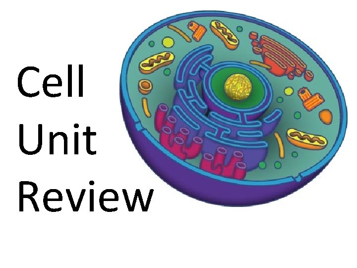 Cell Unit Review 