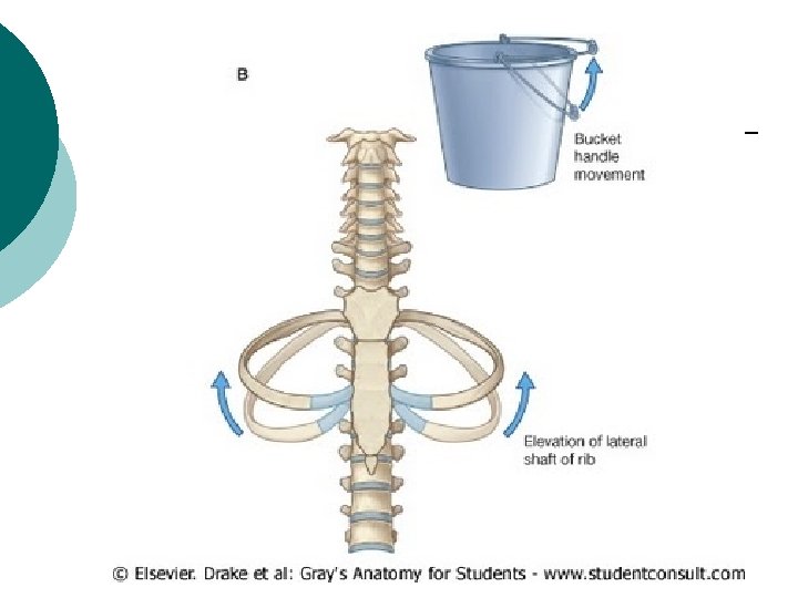 Dr Vaishali Sanjay Mandhana Asso Prof Anatomy MBBS
