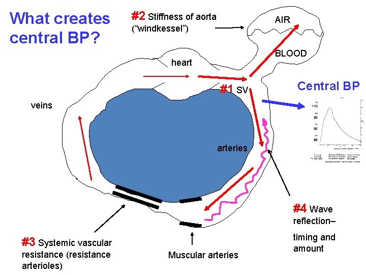 What creates central BP? #2 Stiffness of aorta AIR (“windkessel”) BLOOD heart #1 SV What creates central BP? #2 Stiffness of aorta AIR (“windkessel”) BLOOD heart #1 SV