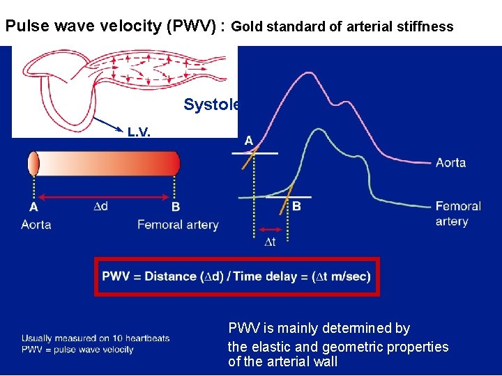 Pulse wave velocity (PWV) : Gold standard of arterial stiffness Systole L. V. PWV Pulse wave velocity (PWV) : Gold standard of arterial stiffness Systole L. V. PWV