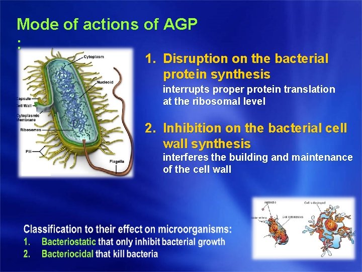 Mode of actions of AGP : 1. Disruption on the bacterial protein synthesis interrupts Mode of actions of AGP : 1. Disruption on the bacterial protein synthesis interrupts