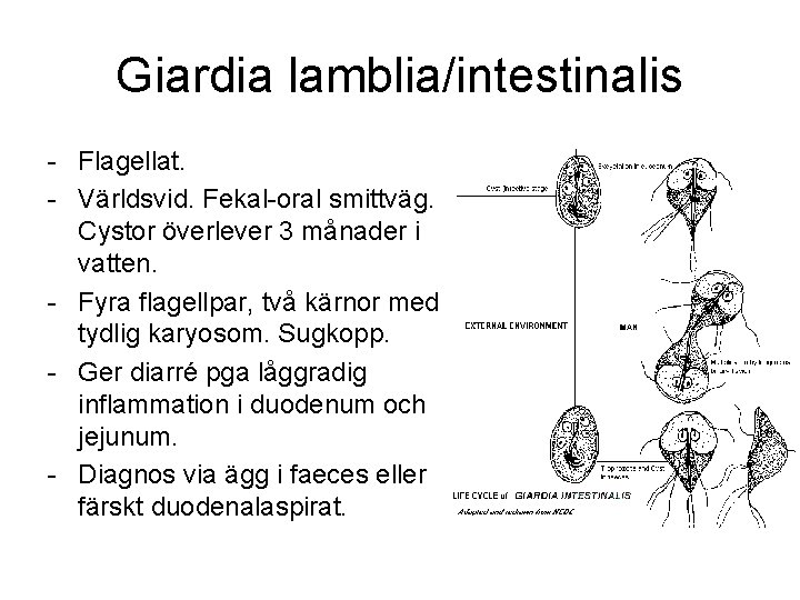 Giardiasis sav