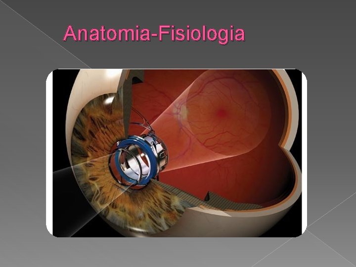 Anatomia-Fisiologia 